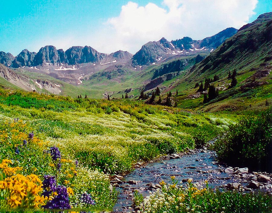 Wildflowers in American Basin along the Cinnamon Pass Rd, Colorado.