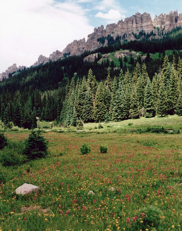 Wildflowers and Turret Ridge along Owl Creek Pass Road near Ridgway, Colorado. 