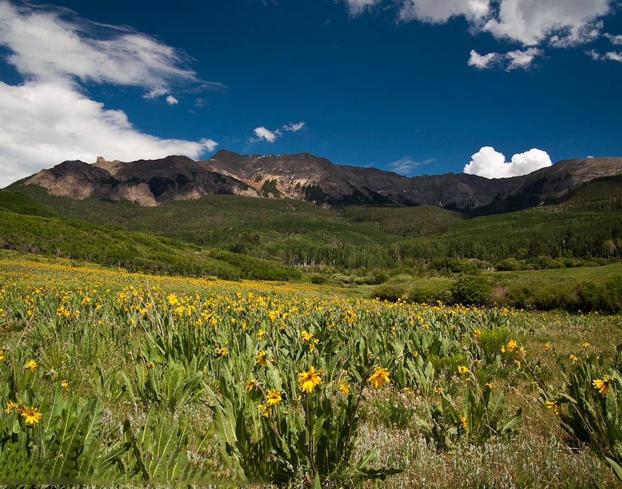 Field of sunflowers on the Last Dollar Road near Telluride, Colorado.