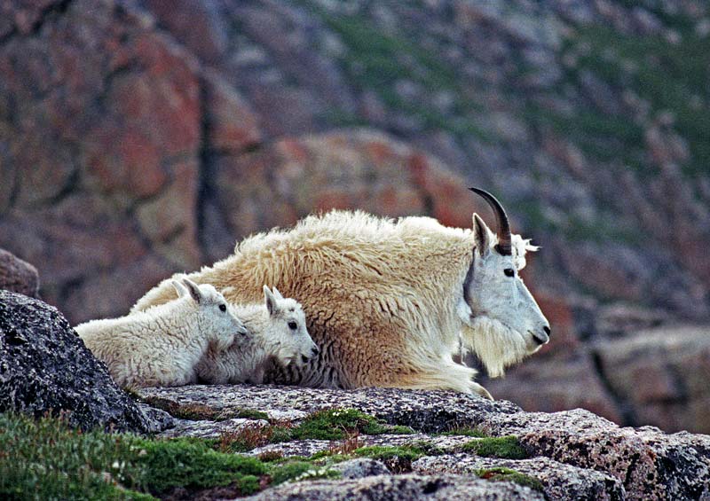 Rocky Mountain goat and kids on Mt Evans.
