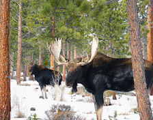 Two Moose near Walden, CO
