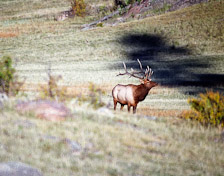 Bull Elk in Horseshoe Park in RMNP,CO.