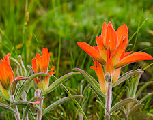 Indian Paintbrush along the trail at White Ranch Park, Colorado.