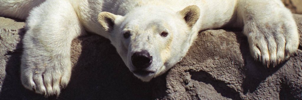 header polar bear denver zoo 94060119p