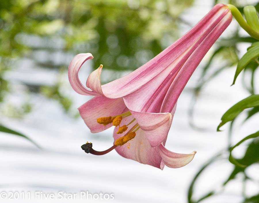 Trumpet Flower at the Denver Botanic Garden, CO 107070210-B